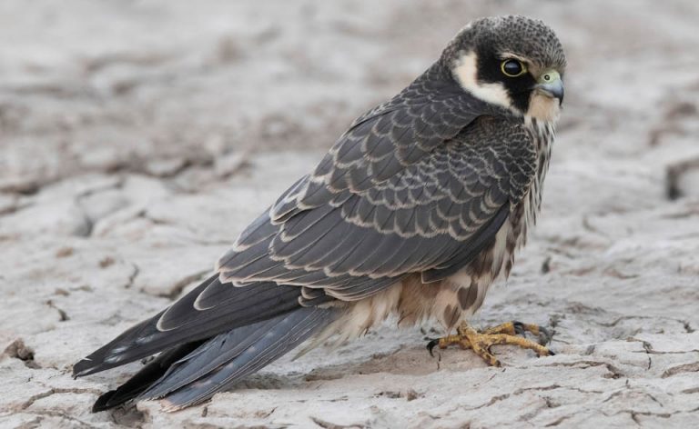 მარჯანი – Eurasian hobby (Falco subbuteo)