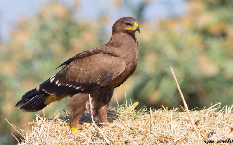 მცირე მყივანა არწივი – Lesser spotted eagle (Aquila Pomarina)