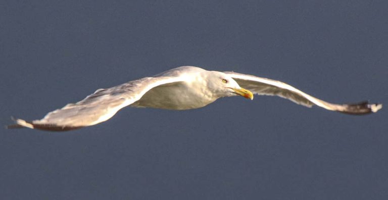 ვერცხლისფერი თოლია – European herring gull (Larus argentatus)