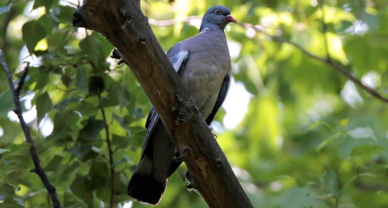 ქედანი – Common wood pigeon (Columba palumbus)