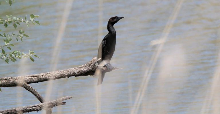 მცირე ჩვამა – Pygmy cormorant (Microcarbo pygmaeus)