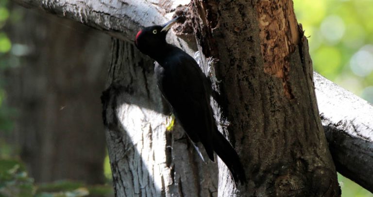 შავი კოდალა, ხეკაკუნა (Black woodpecker)