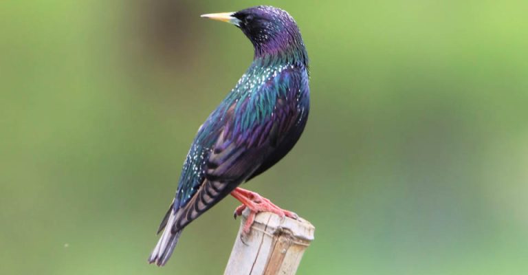 შოშია (შროშანი) – Common starling (Sturnus vulgaris)