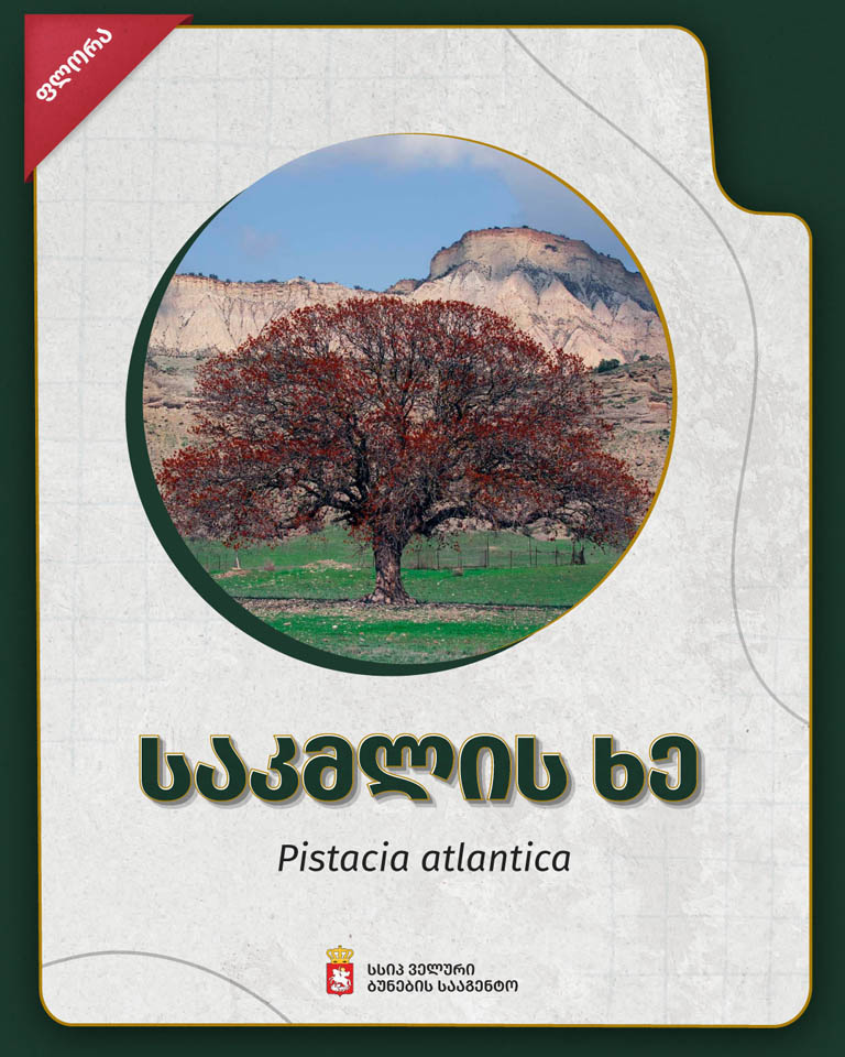 საკმლის, იგივე კევის ხე, ფსტის ხის “ბიძაშვილია” – ვაშლოვანის დაცული ტერიტორიების მშვენება