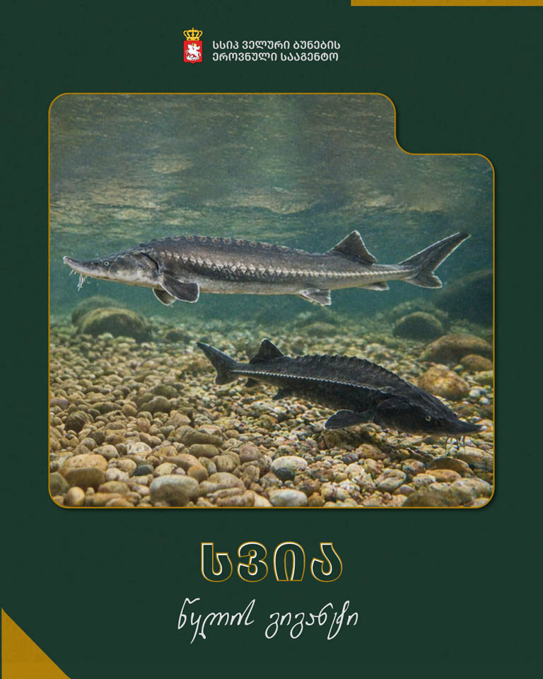 ???? სვია (Huso huso) ზუთხისებრთა ოჯახის უნიკალური წარმომადგენელია