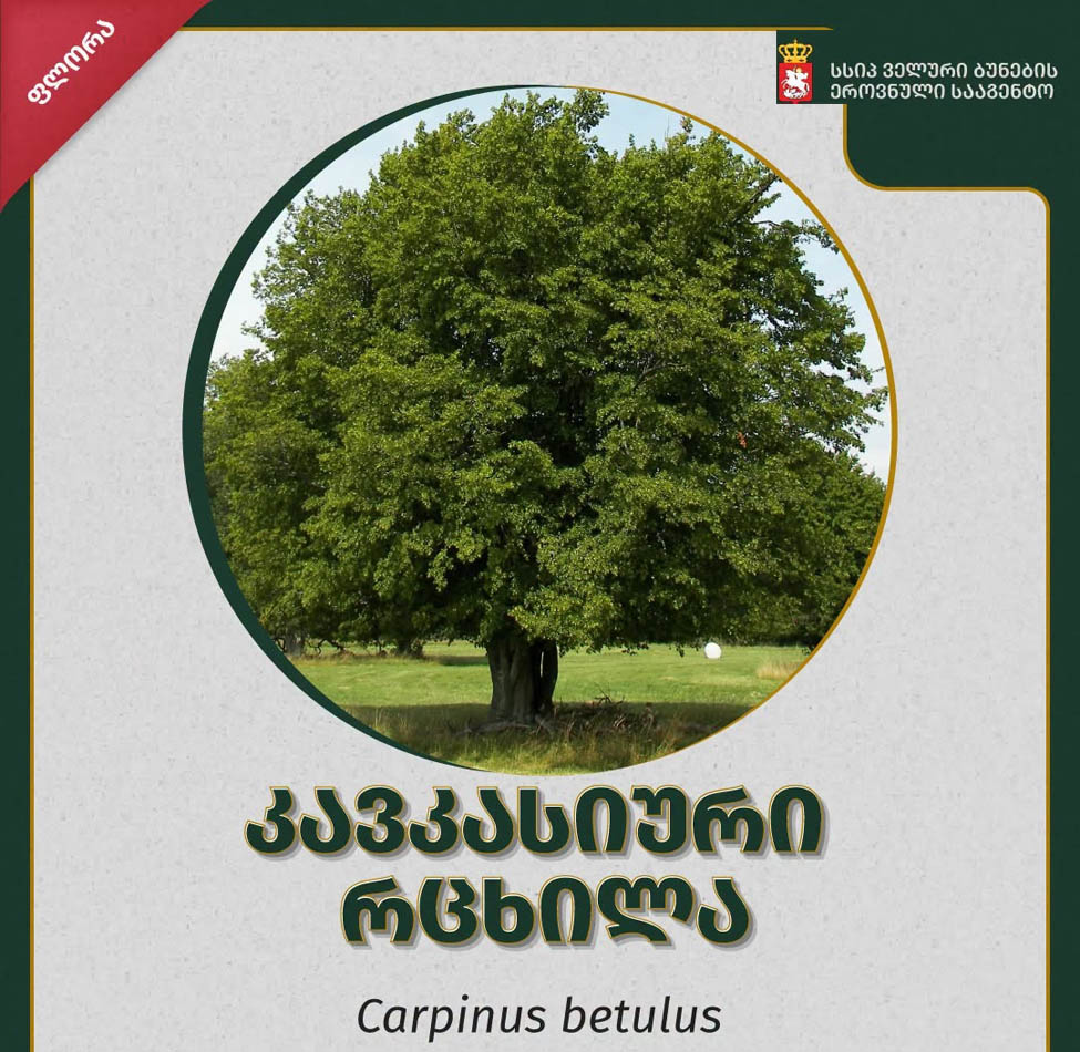 ???? კავკასიური რცხილა (Carpinus caucasica)