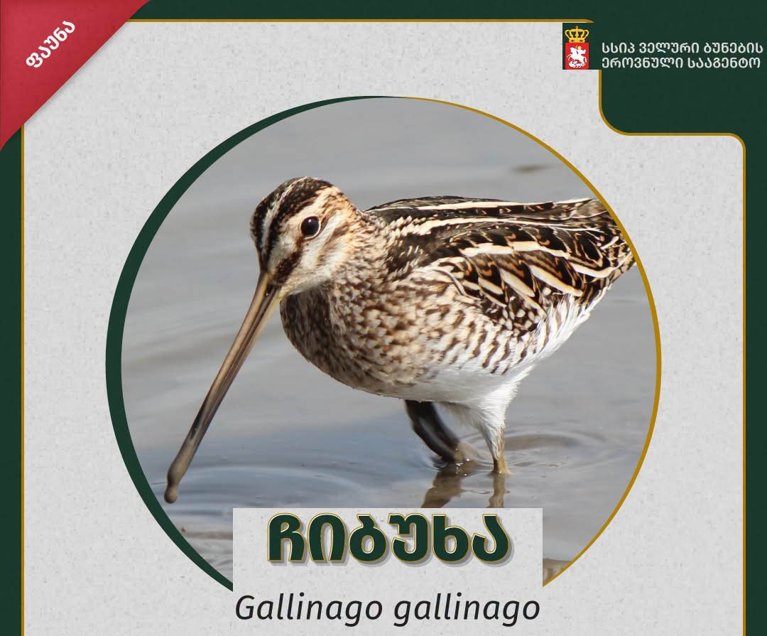 ჩიბუხა – Gallinago Gallinago